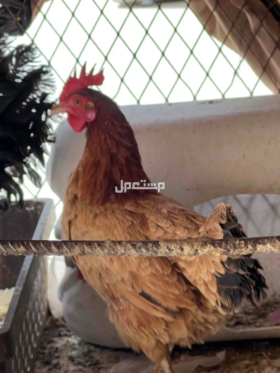 ديك وا دجاجتين ما تعاني من اي مرض سبب البيع عدم الاهتمام با 150