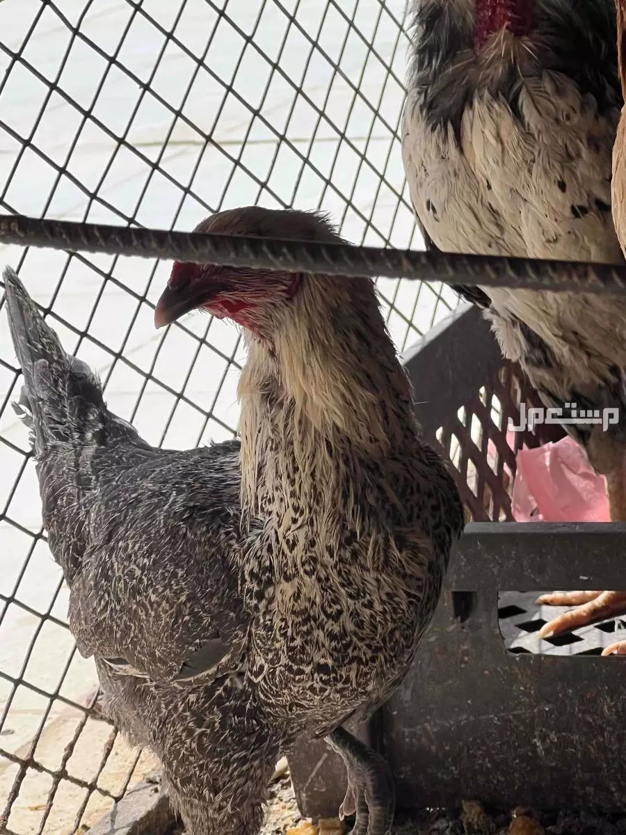 ديك وا دجاجتين ما تعاني من اي مرض سبب البيع عدم الاهتمام با 150