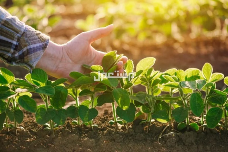 تفسير حلم الشعر الطويل للعزباء والمتزوجة الرزق في المنام لابن سيرين
