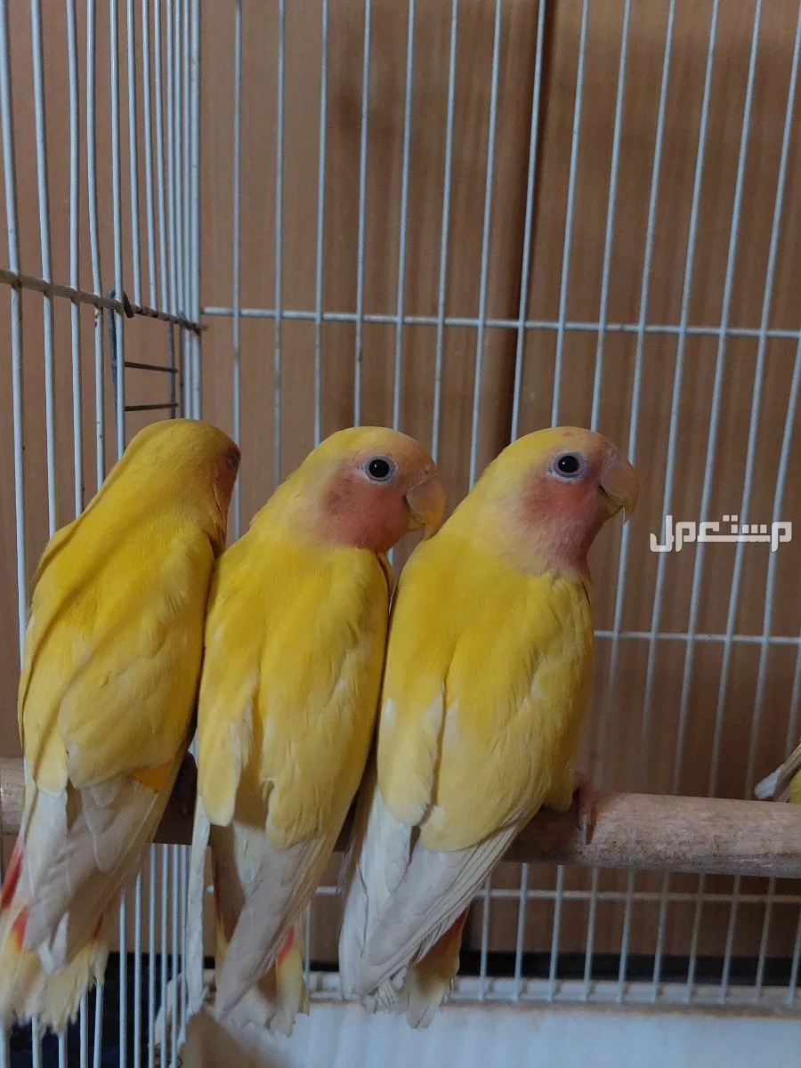 بيع ببغاء روز اصفر عيون احمر للبيع