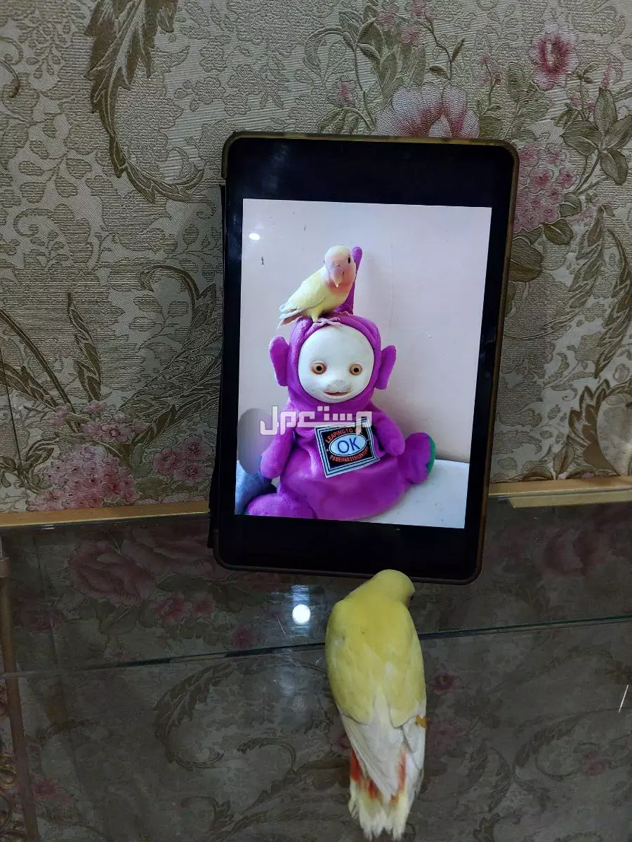 بيع ببغاء روز اصفر عيون احمر للبيع