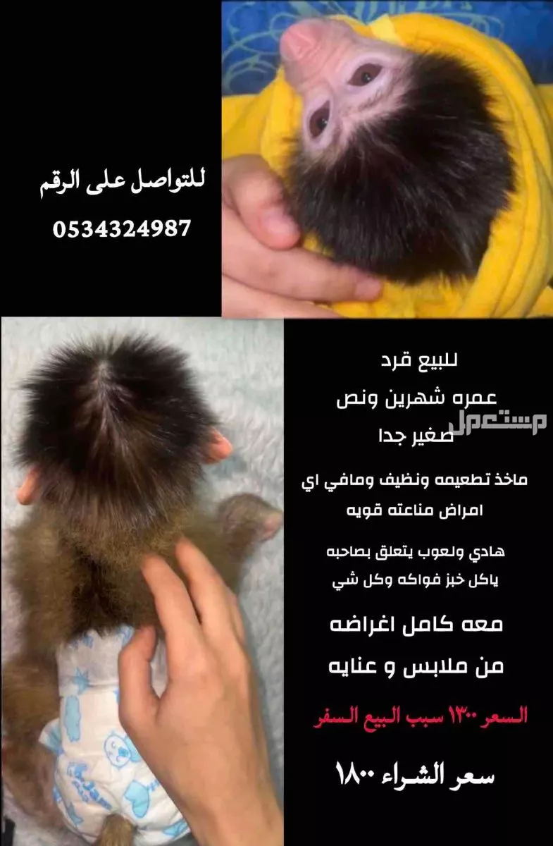 قر د صغير للبيع في الخفجى بسعر 1300 ريال سعودي