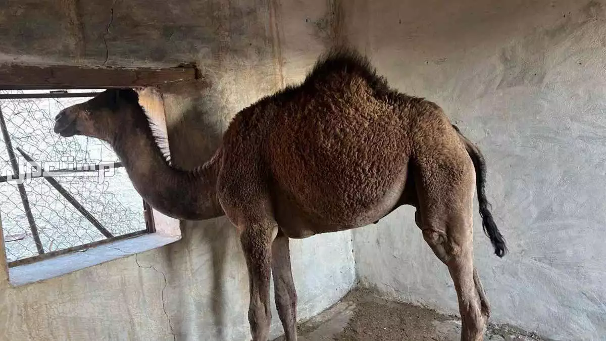 قعود مفرود في المدينة المنورة بسعر 5500 ريال سعودي