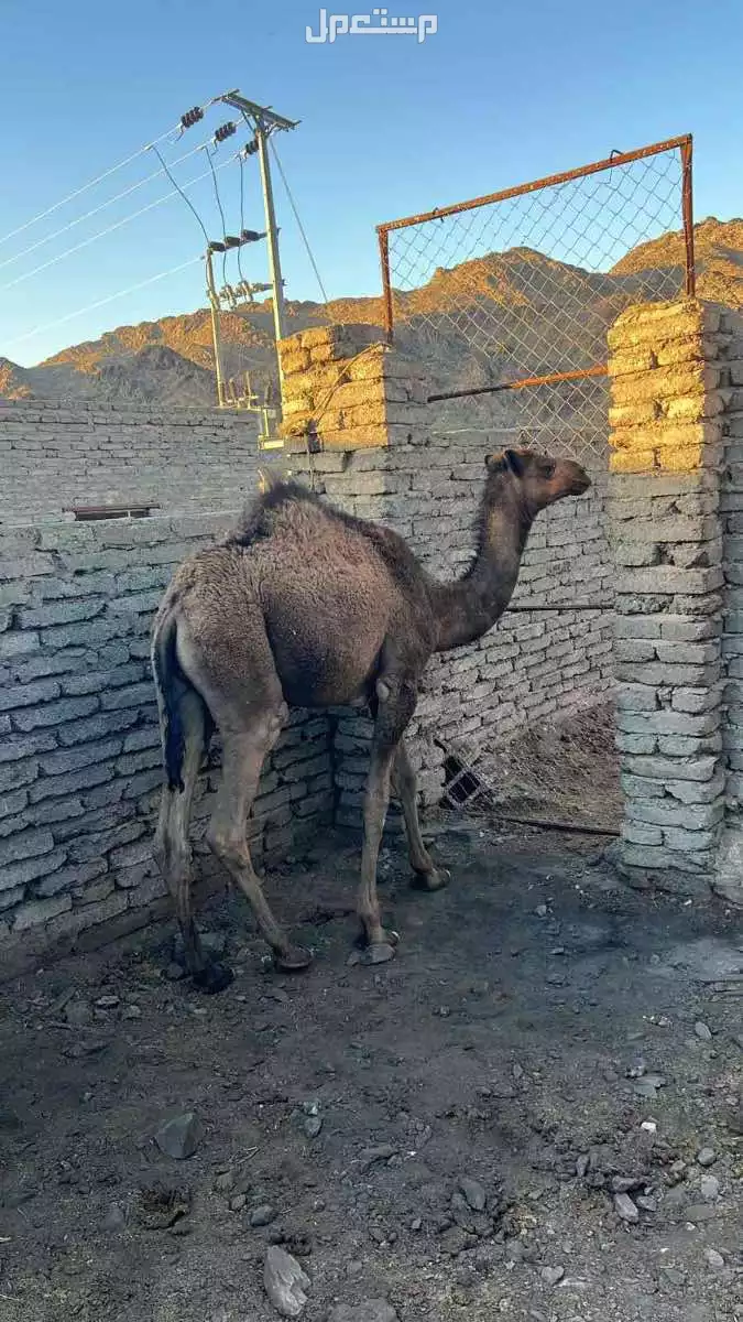 قعود مفرود في المدينة المنورة بسعر 5500 ريال سعودي