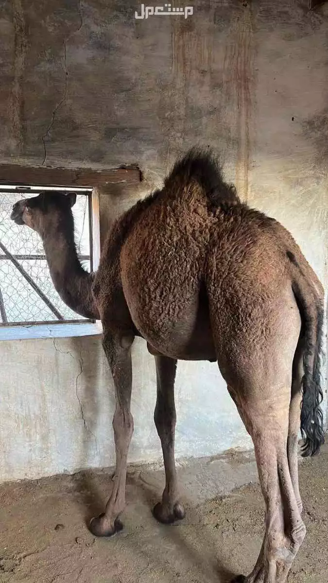 قعود مفرود في المدينة المنورة بسعر 5500 ريال سعودي