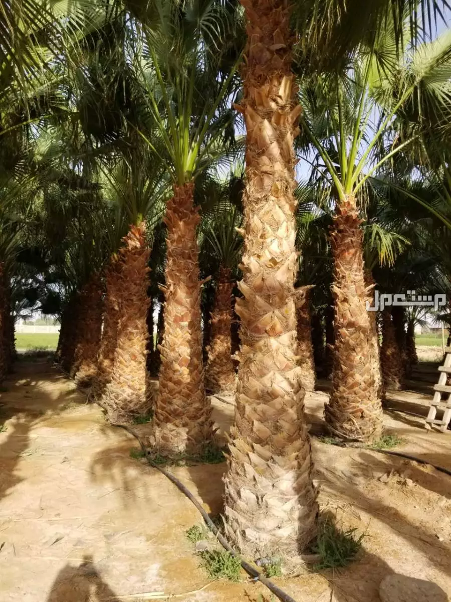 نخل واشنطني من مشاتل الخرج 800ريال
