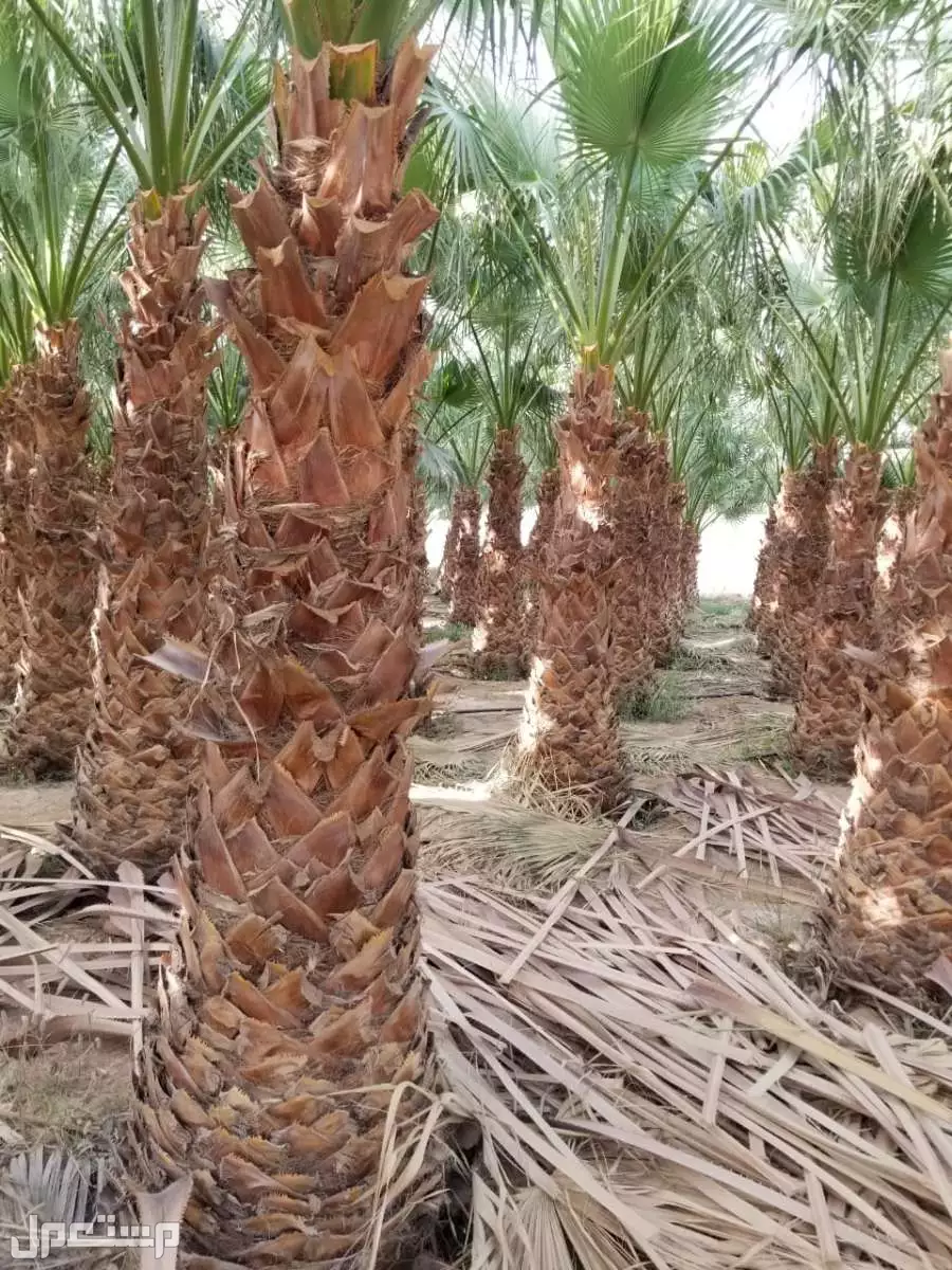 نخل واشنطني من مشاتل الخرج 800ريال