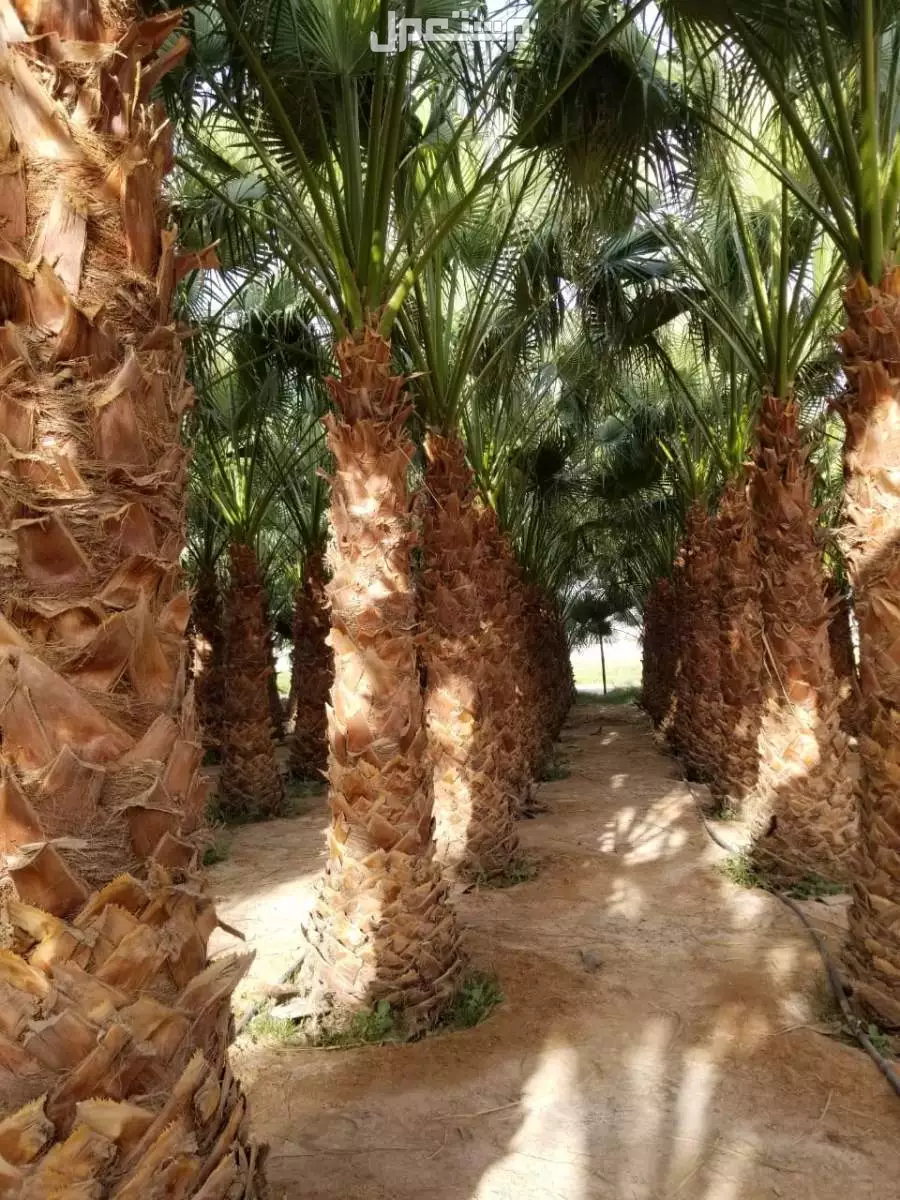 نخل واشنطني من مشاتل الخرج 800ريال