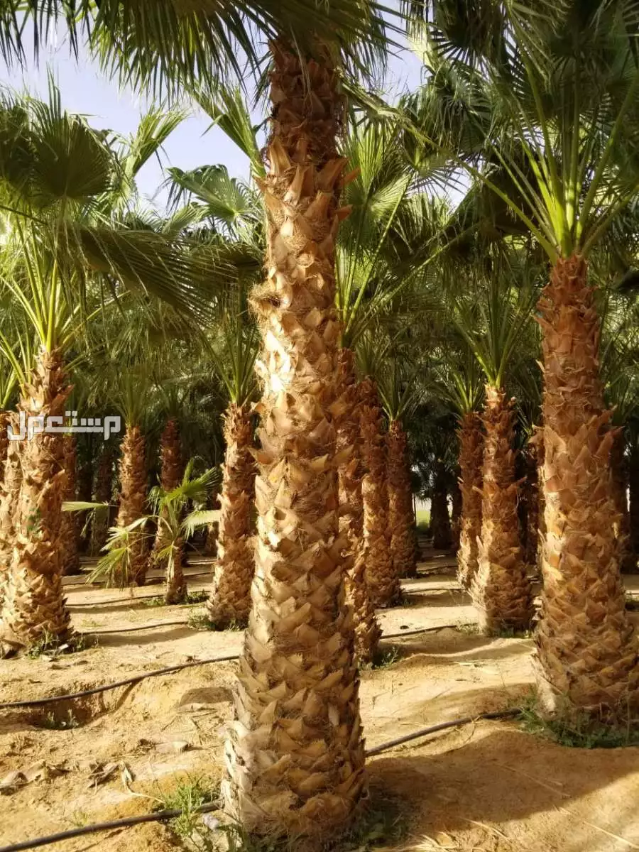 نخل واشنطني من مشاتل الخرج 800ريال