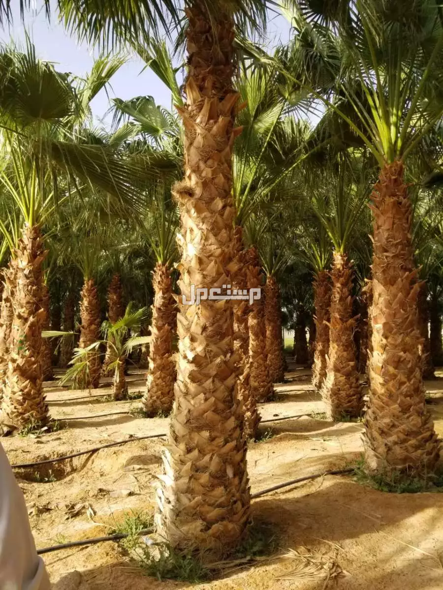 نخل واشنطني من مشاتل الخرج 800ريال
