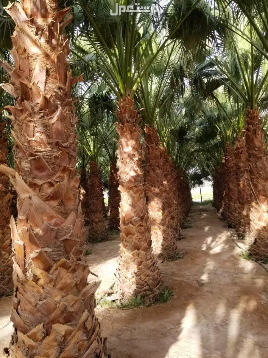 نخل واشنطني من مشاتل الخرج 800ريال