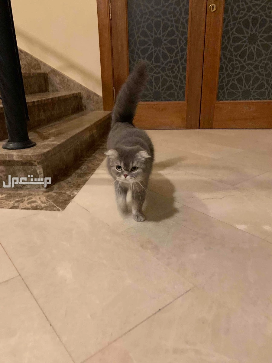 قطة سكوتش للبيع بسعر 400 في جدة