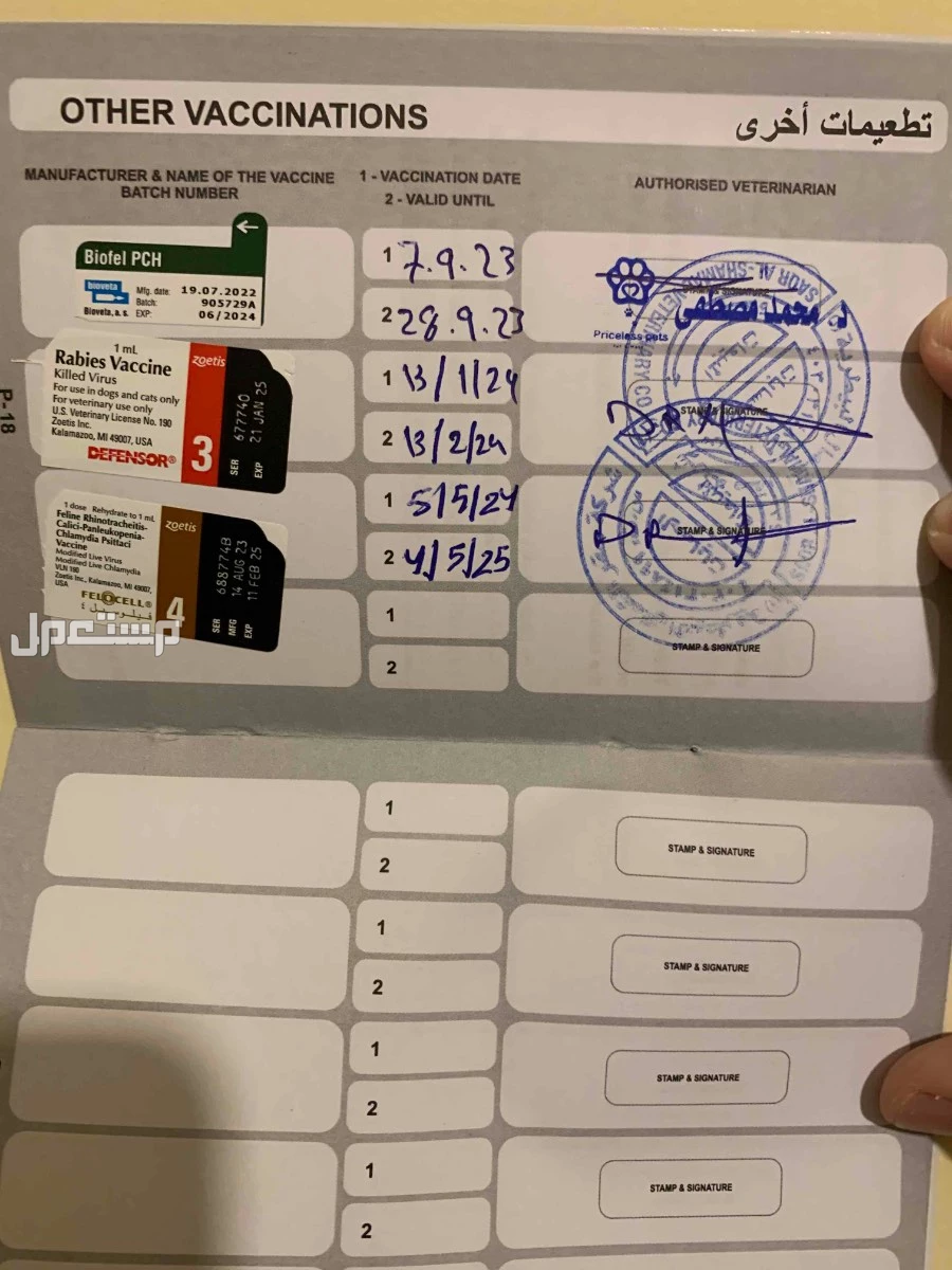 قطة سكوتش للبيع بسعر 400 في جدة