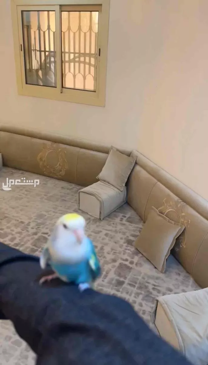 الحب في قفص! زوج روز ينتظر بيت جديد في جدة بسعر 700 ريال سعودي