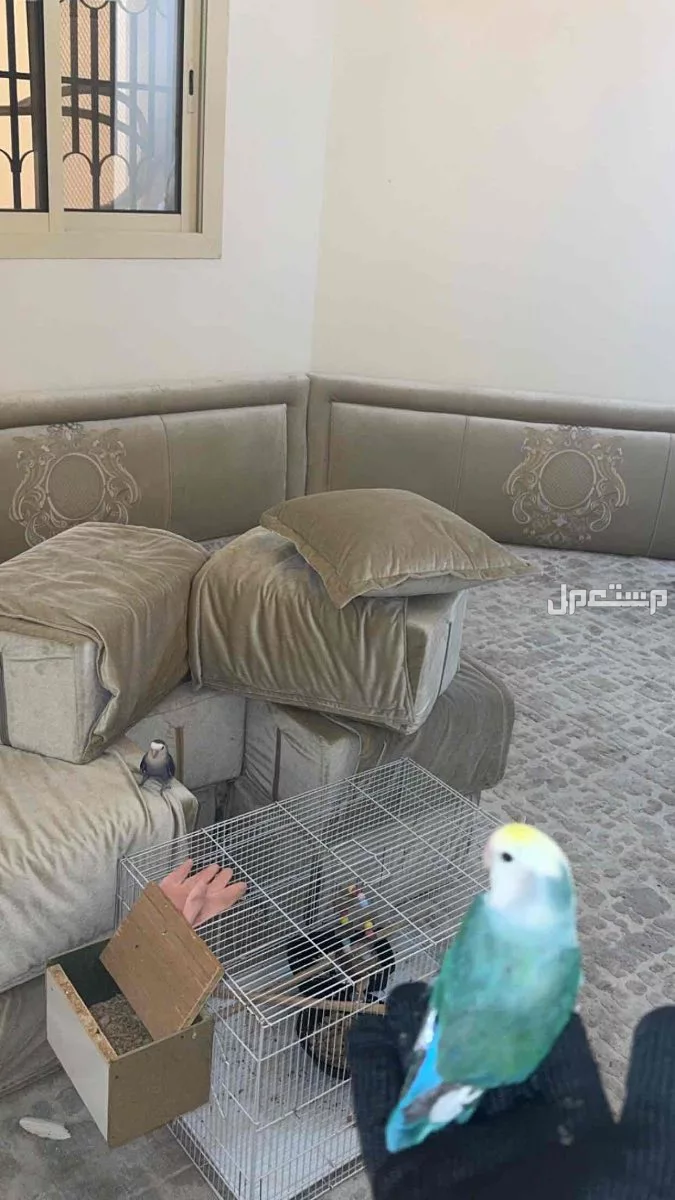 الحب في قفص! زوج روز ينتظر بيت جديد في جدة بسعر 700 ريال سعودي