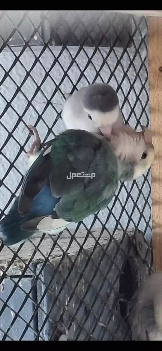 الحب في قفص! زوج روز ينتظر بيت جديد في جدة بسعر 700 ريال سعودي