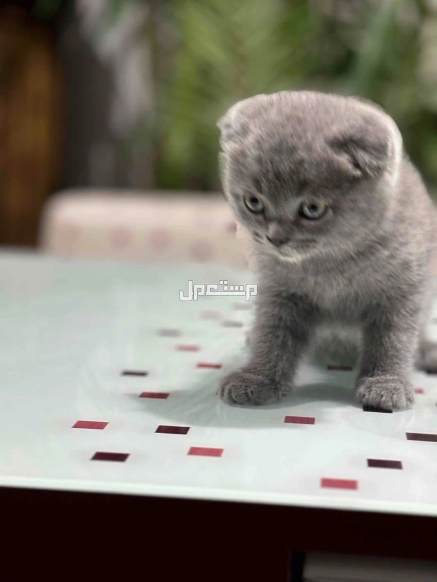للبيع كيتين سكوتش فولد بلو(بيور)