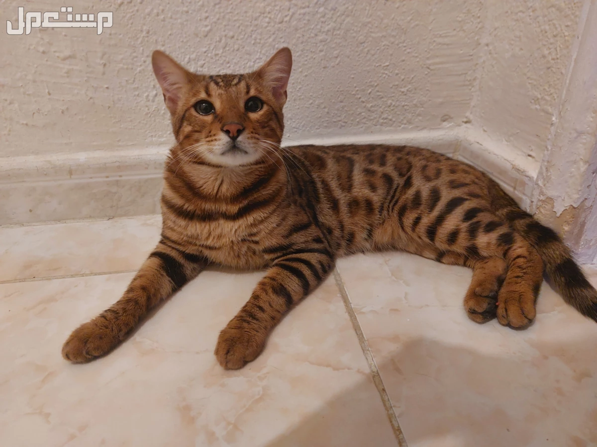 قط بنغالي معقم  للبيع على السوم