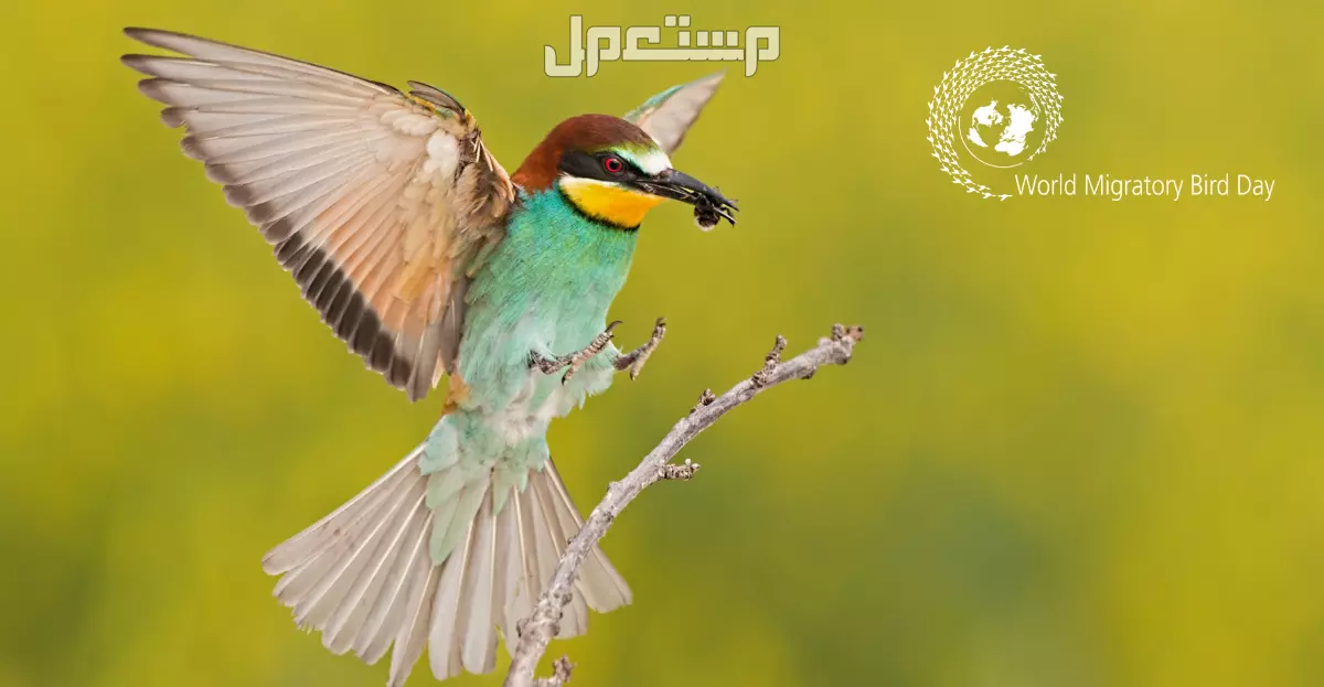 الايام العالمية في شهر مايو 2025.. دليل شامل اليوم العالمي للطيور المهاجرة