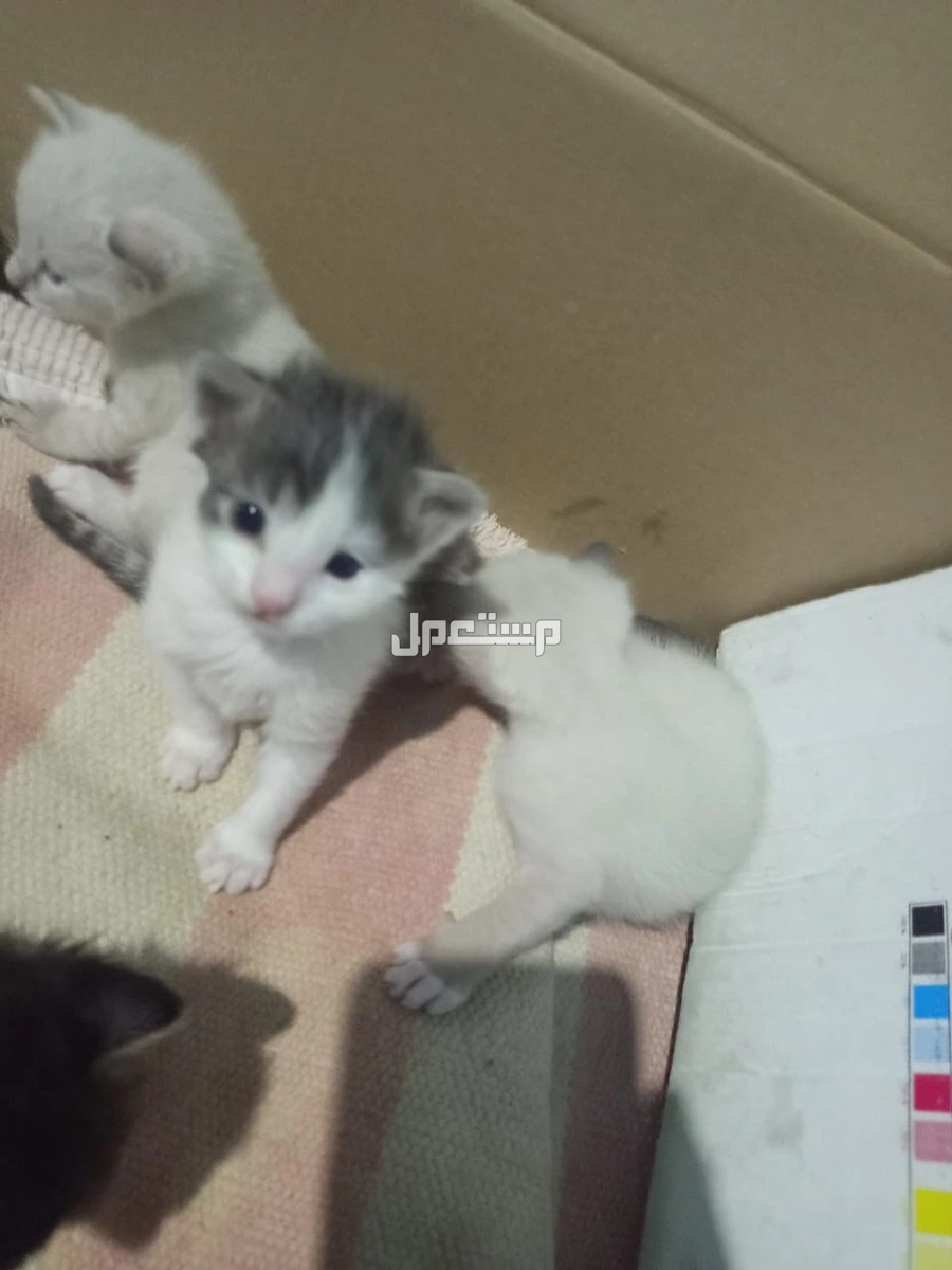 قطط صغيره هما اربعه نشيطا ودكين