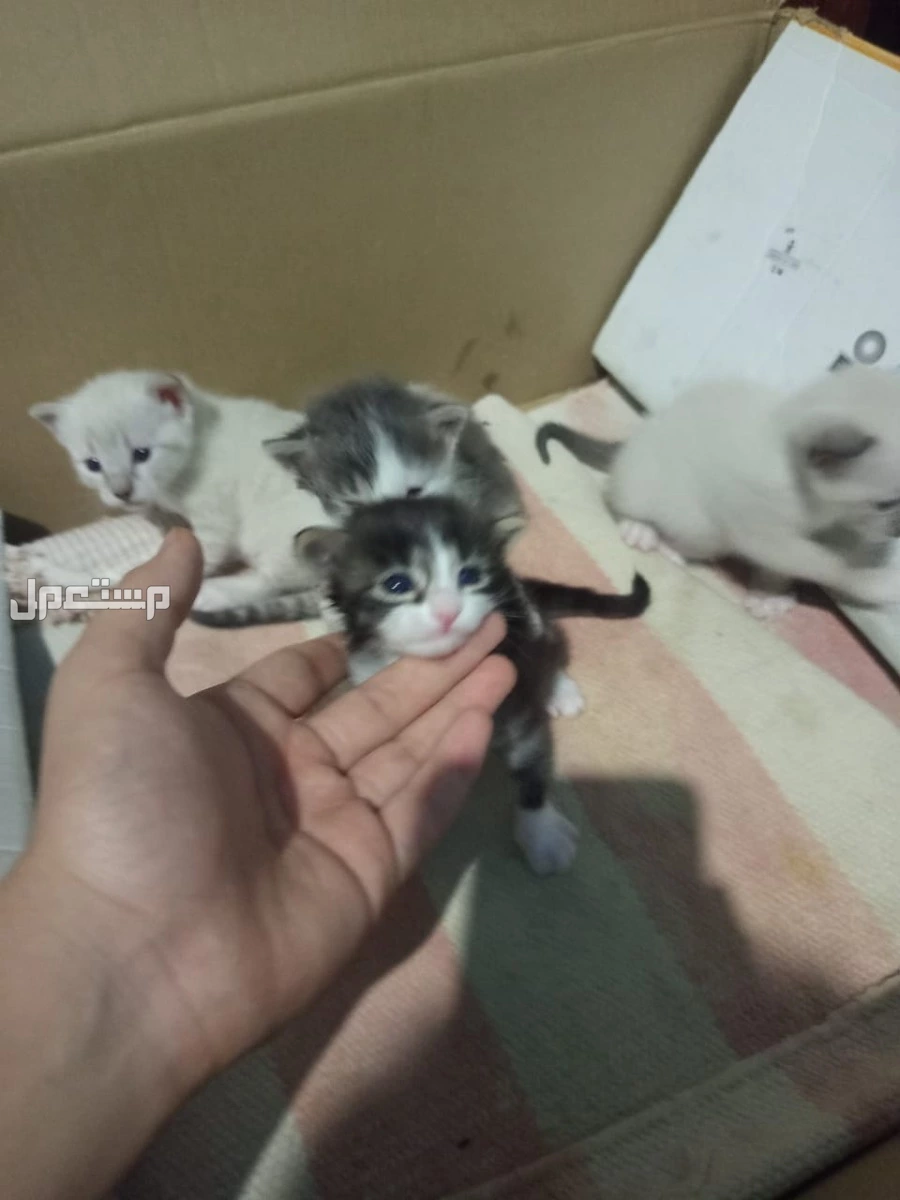 قطط صغيره هما اربعه نشيطا ودكين