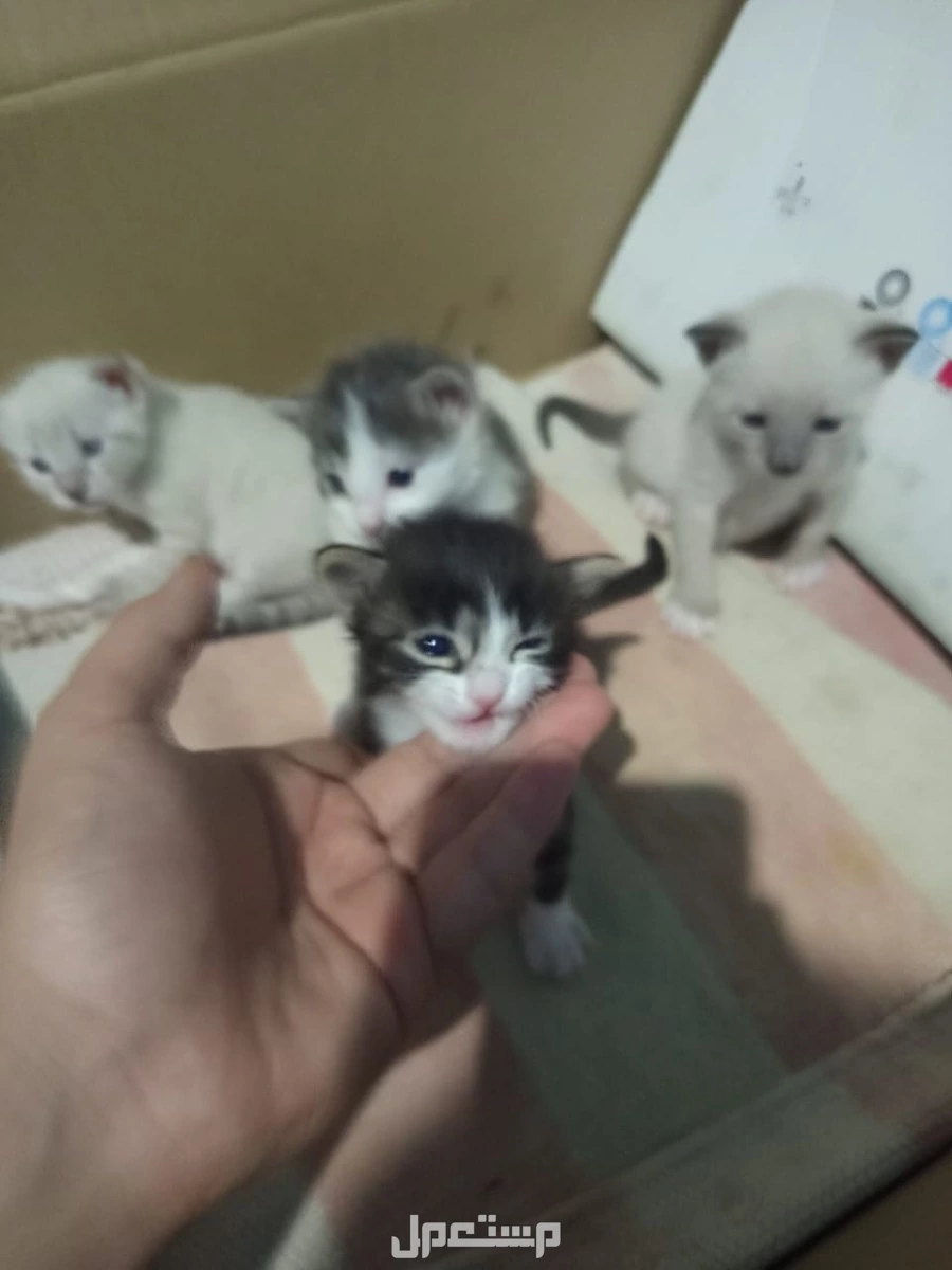 قطط صغيره هما اربعه نشيطا ودكين
