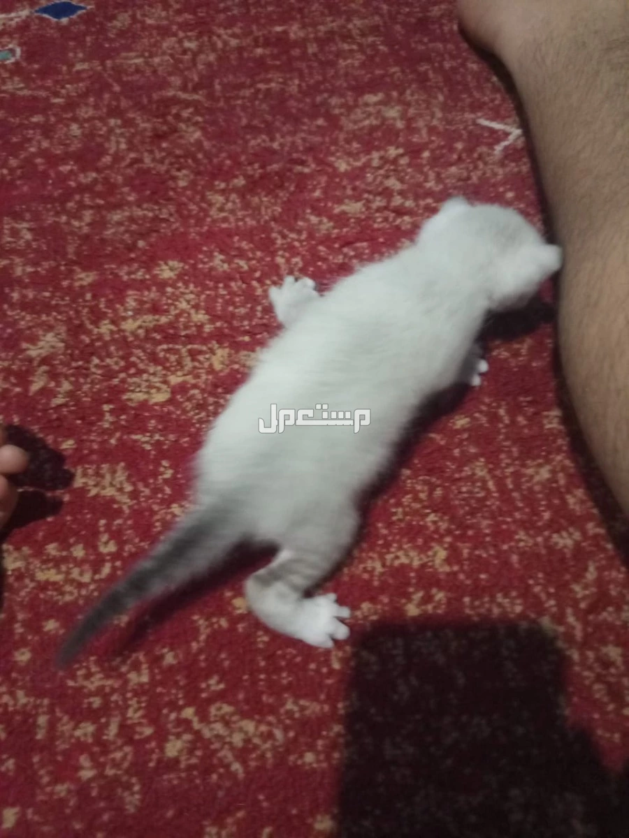 قطط صغيره هما اربعه نشيطا ودكين