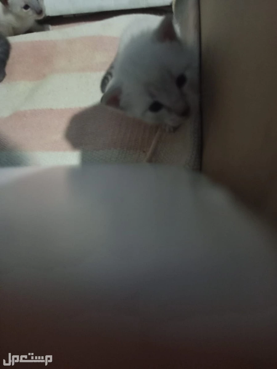 قطط صغيره هما اربعه نشيطا ودكين