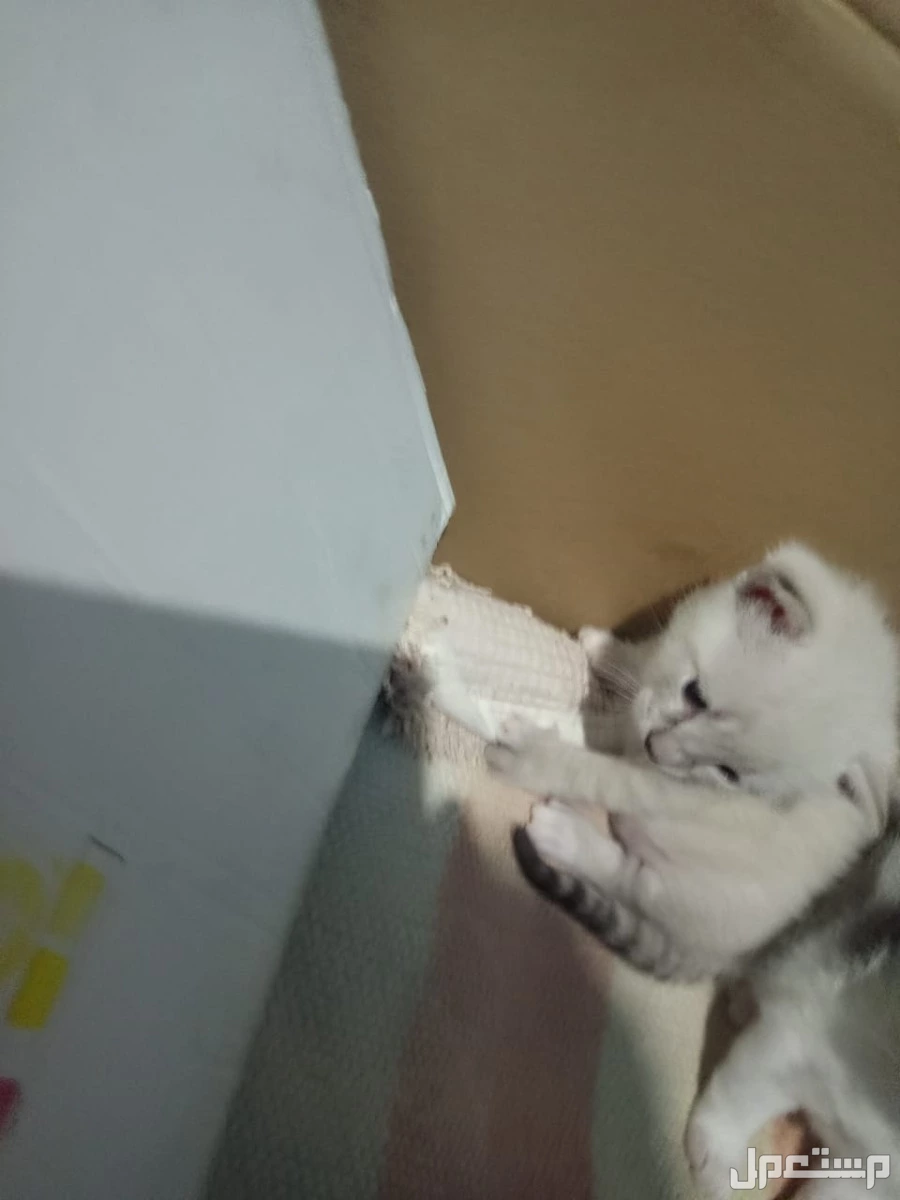 قطط صغيره هما اربعه نشيطا ودكين