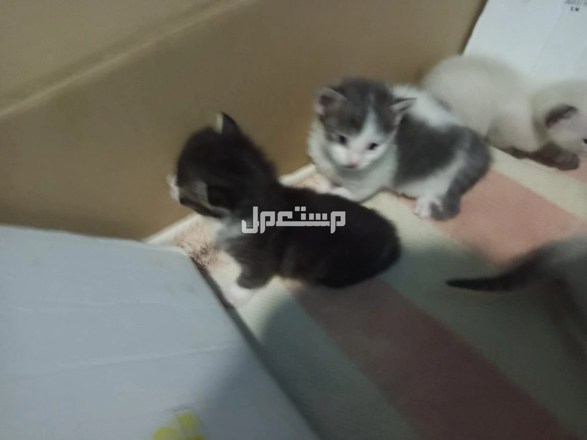 قطط صغيره هما اربعه نشيطا ودكين