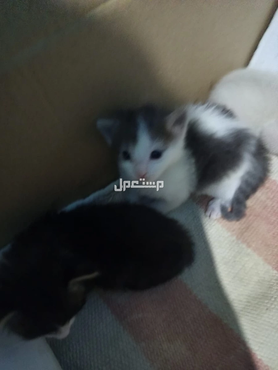 قطط صغيره هما اربعه نشيطا ودكين