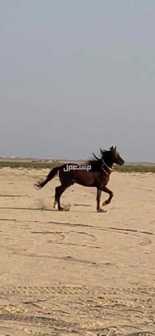 المملكة العربية السعودية - جدة - الساحل في جدة بسعر 6 آلاف ريال سعودي