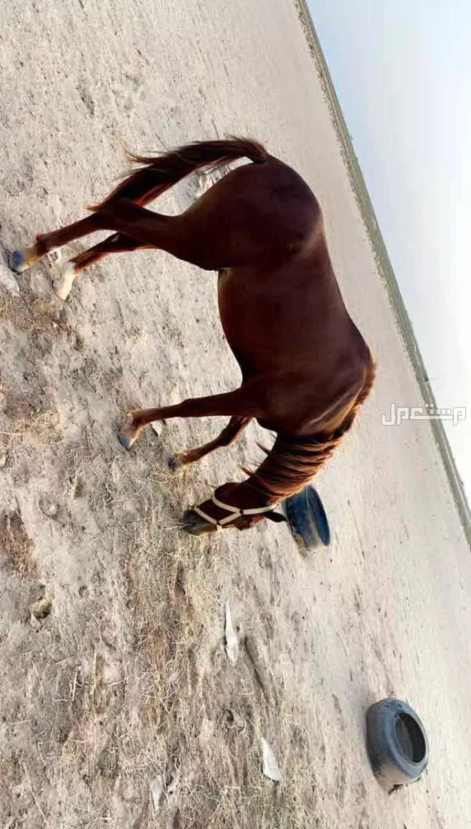 المملكة العربية السعودية - جدة - الساحل في جدة بسعر 6 آلاف ريال سعودي