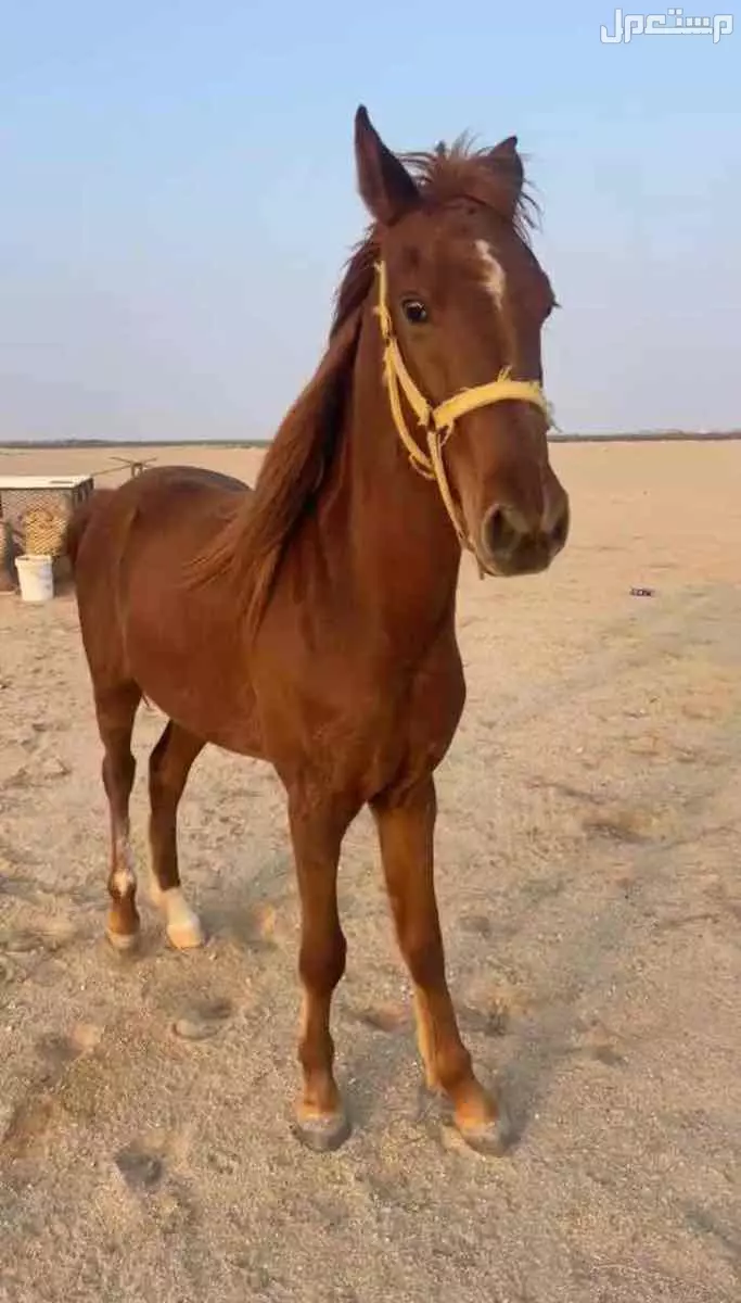 المملكة العربية السعودية - جدة - الساحل في جدة بسعر 6 آلاف ريال سعودي