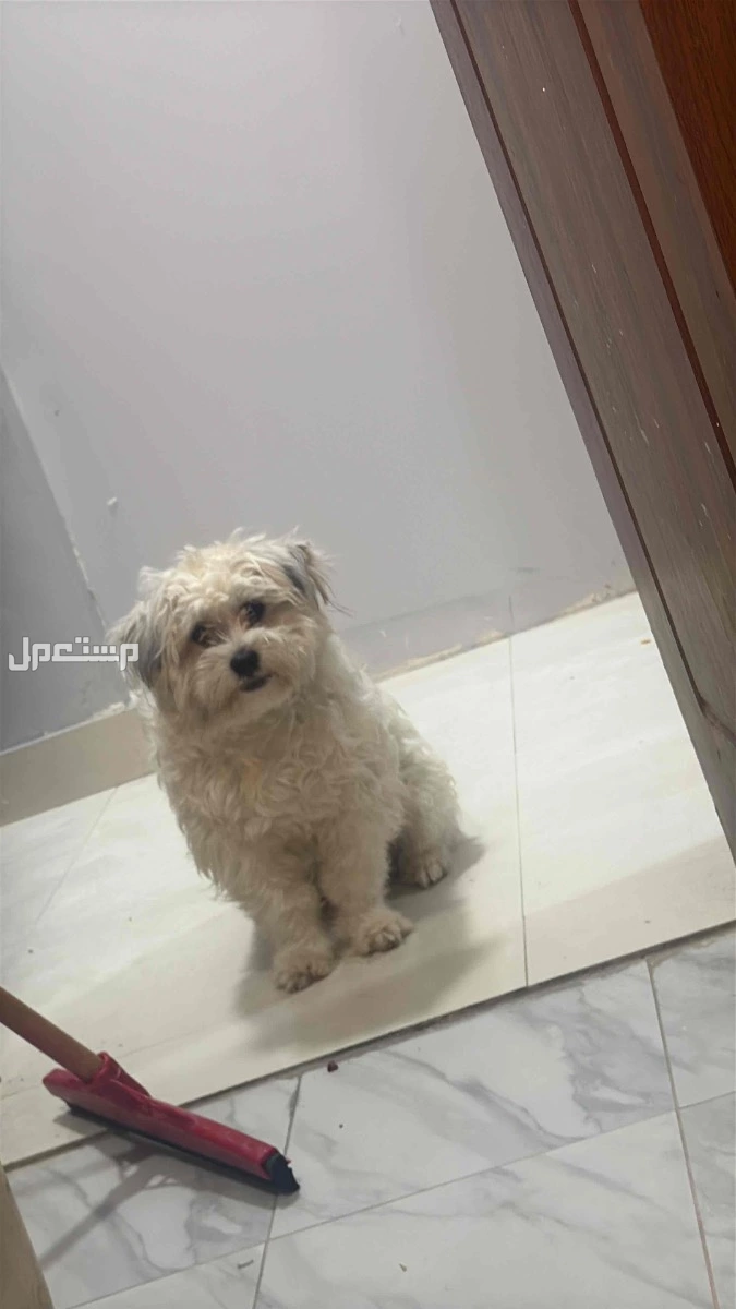 كلب مالتيز للتبني بمبلغ 300 للجاد وعدم الرمي