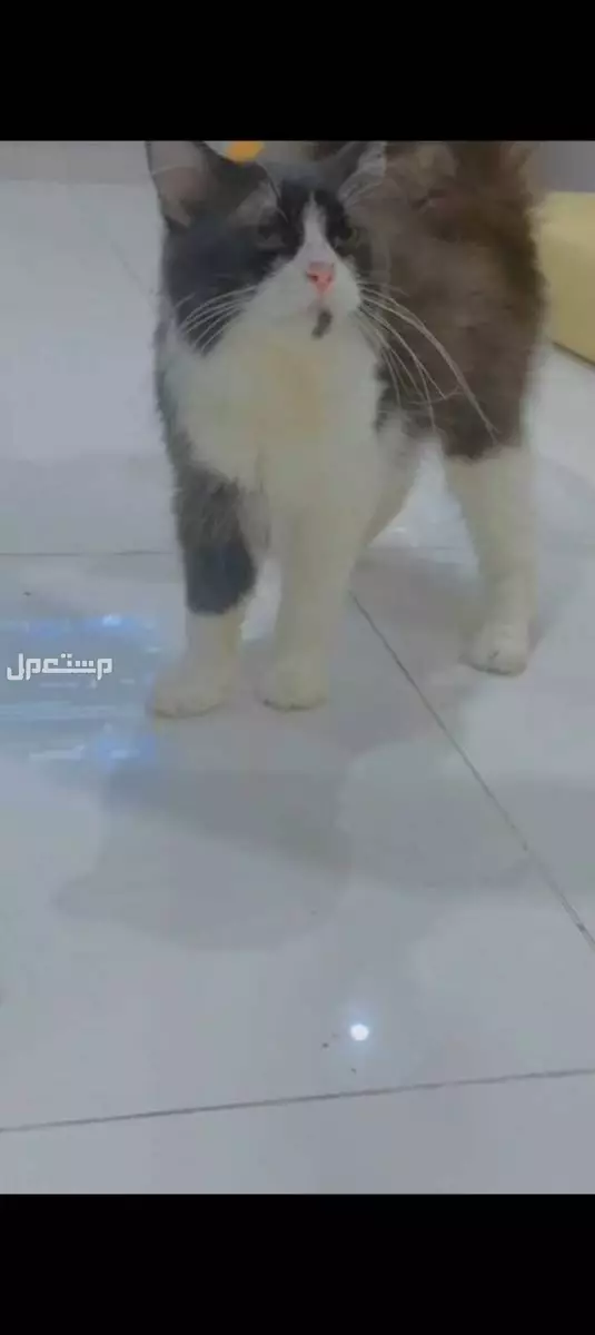 قطه أنثى شيرازي الي ييغاها يكلمني