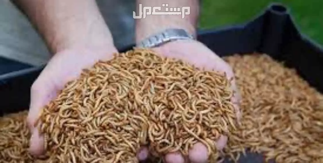 للبيع ديدان قبابي  في الرياض بسعر يبداء من 50 ريال سعودي