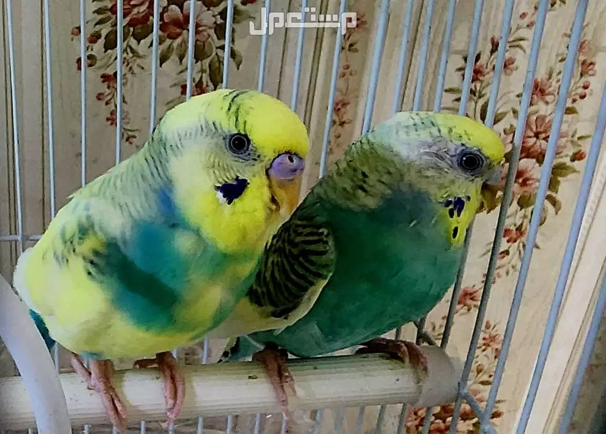 جوز طيور بادجي  مع القفص  والاكل