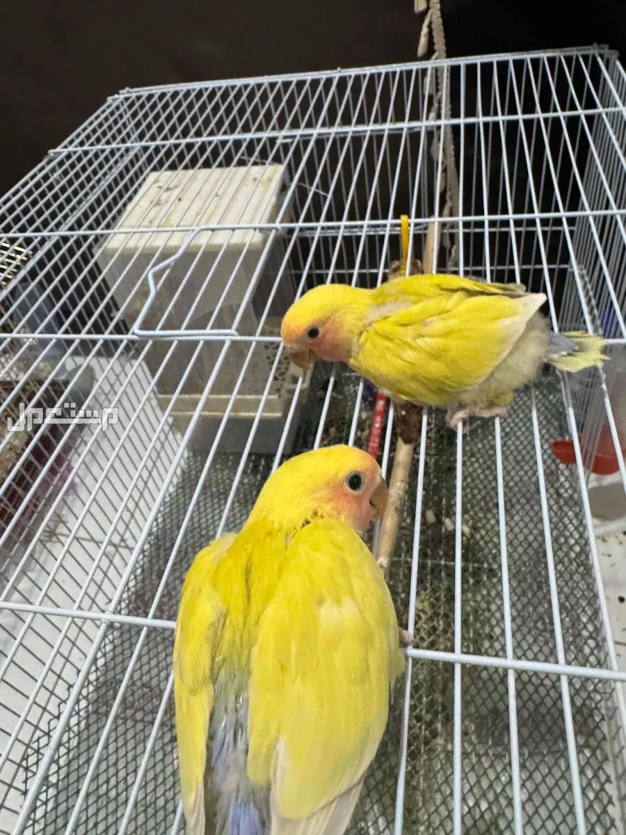 فروخ روز للبيع عدد 2 بدون ملحقات