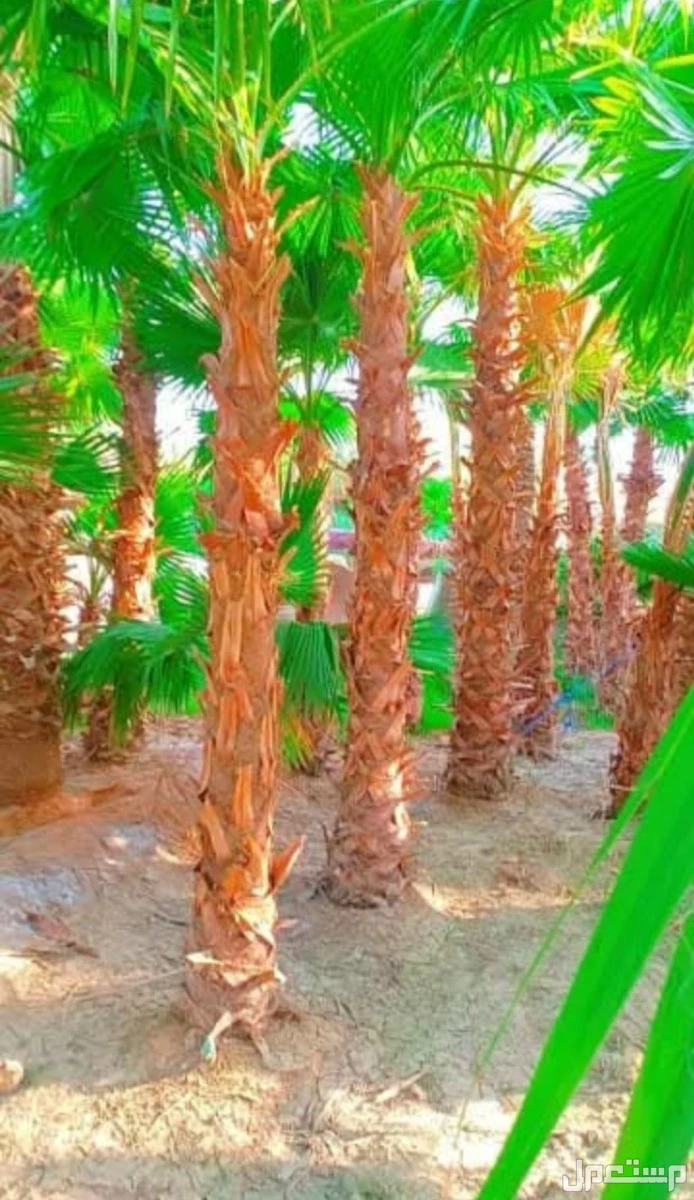 نخل للبيع وشنطني مولكي ابو مرواحة واسعر مناسبة