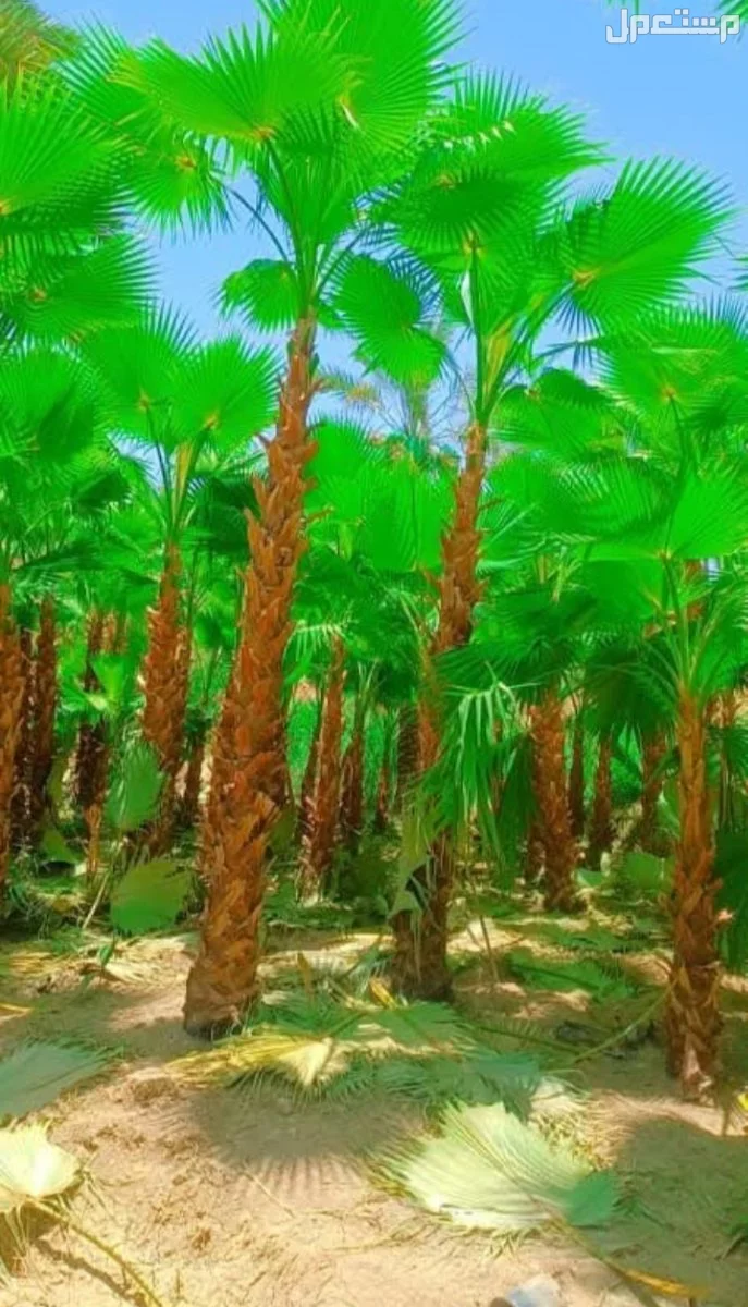 نخل للبيع وشنطني مولكي ابو مرواحة واسعر مناسبة