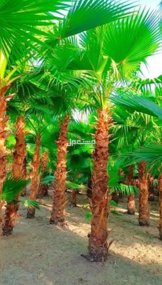 نخل للبيع وشنطني مولكي ابو مرواحة واسعر مناسبة