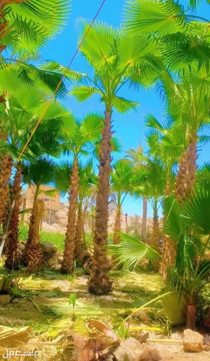نخل للبيع وشنطني مولكي ابو مرواحة واسعر مناسبة