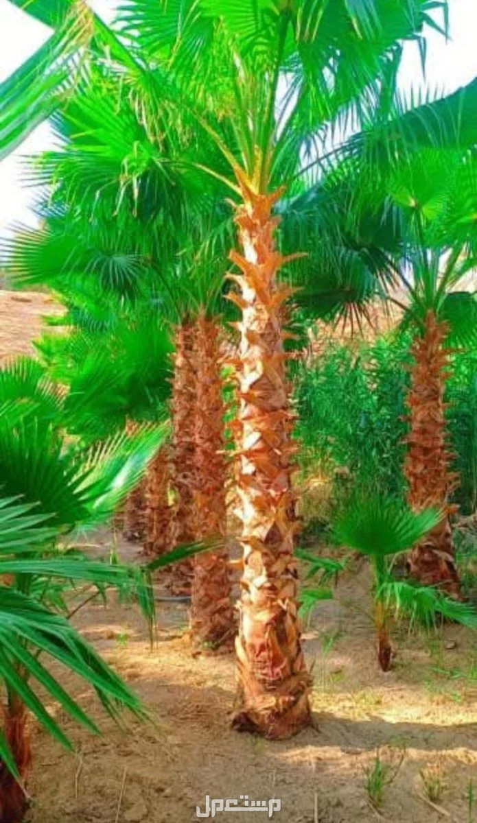 نخل للبيع وشنطني مولكي ابو مرواحة واسعر مناسبة