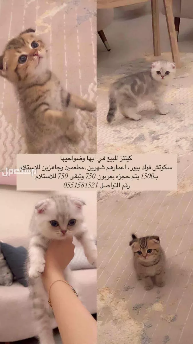 كيتنز سكوتش فولد بيور للبيع في أبهــــا بسعر 1500 ريال سعودي