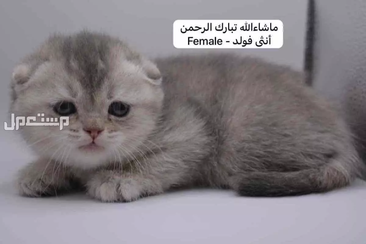 كيتن سكوتش فولد وستريت في الرياض بسعر ألف ريال سعودي