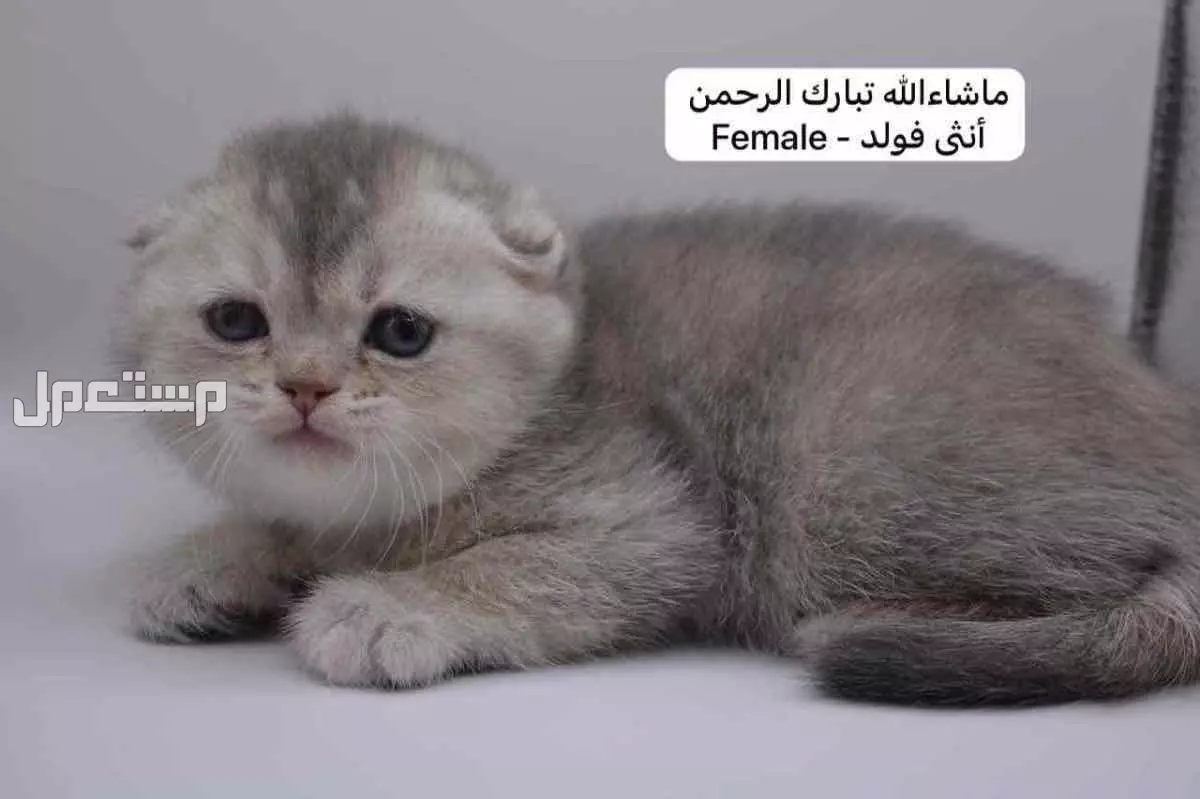 كيتن سكوتش فولد وستريت في الرياض بسعر ألف ريال سعودي