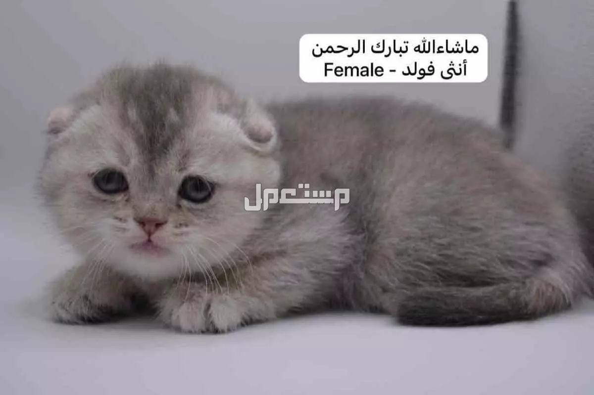 كيتن سكوتش فولد وستريت في الرياض بسعر ألف ريال سعودي