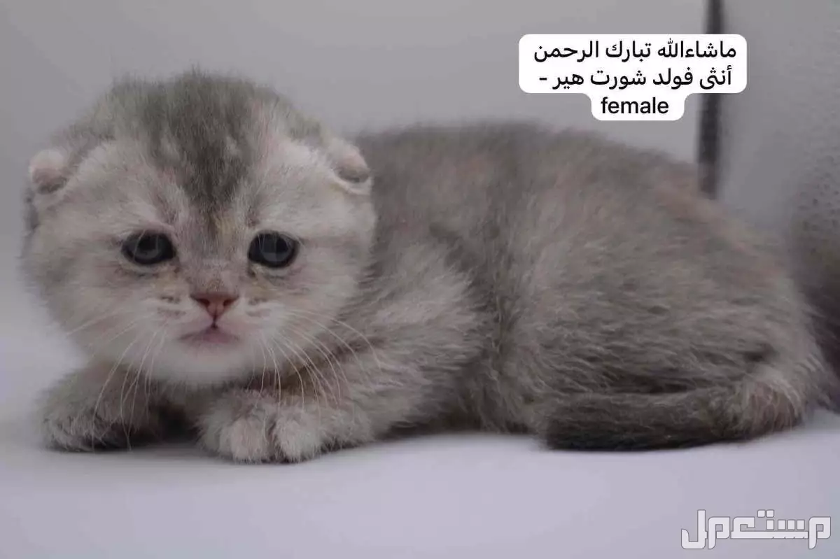 كيتن سكوتش فولد وستريت في الرياض بسعر ألف ريال سعودي