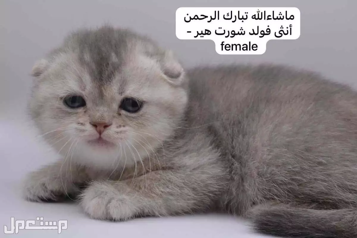 كيتن سكوتش فولد وستريت في الرياض بسعر ألف ريال سعودي